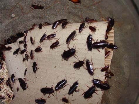 How to Exterminate Cockroaches - Exterminatorhamilton.ca