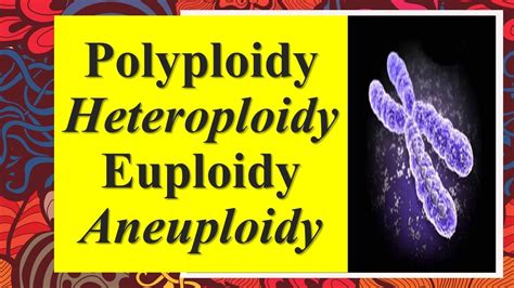 Polyploidy | Heteroploidy | Euploidy | Aneuploidy - YouTube