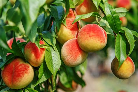 Peach Tree Care - How To Grow And Harvest Peach Trees