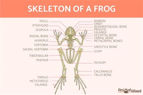 Do Frogs Have Bones? - The Skeleton of Frogs