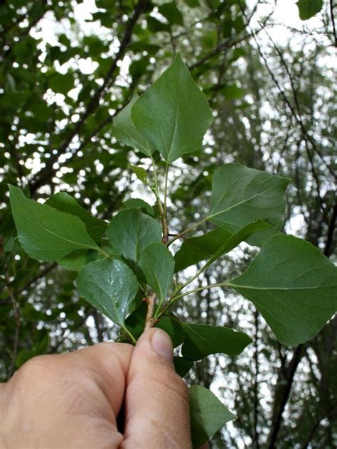 Populus nigra (black poplar): Go Botany