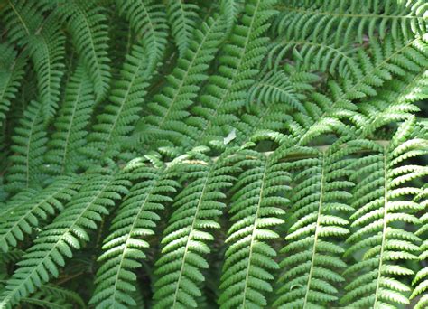 Fern fronds 2 Free Photo Download | FreeImages