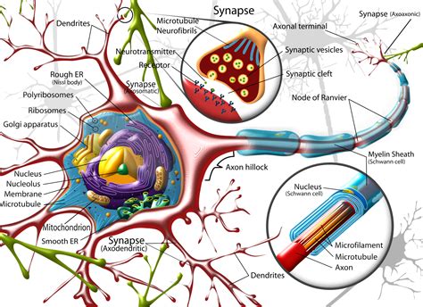 Neuron Diagram - Straight from a Scientist