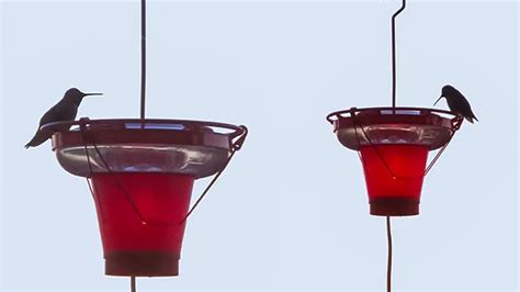 Hummingbird Feeder Heater Review – Forestry Reviews