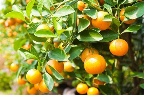 How To Avoid Yellow Leaves on Citrus Trees - SumoGardener