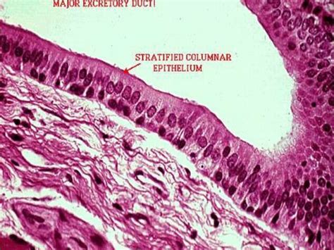 Stratified Columnar Epithelium | Cells and tissues, Life science ...