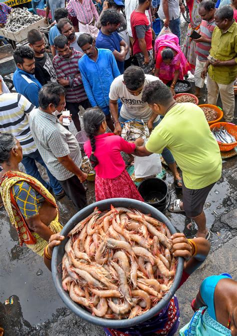 At Visakhapatnam Fishing Harbour, it’s a season of shrimps - The Hindu