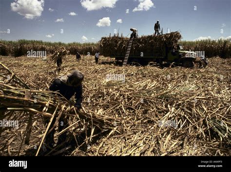 Philippines : sugar cane cutters at work on the Hacienda Luisita ...