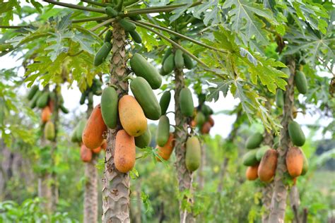 Papaya: sow, grow & harvest papaya at home - Plantura