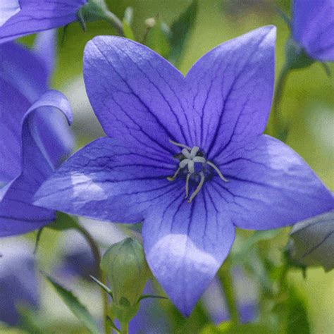 Balloon Flower Seeds - Natural Seed Bank