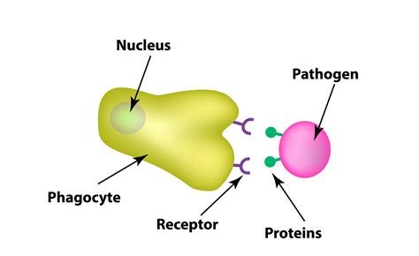 Phagocytes - Mind Map