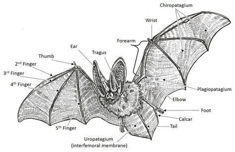 Exploring the Fascinating Anatomy of Bats