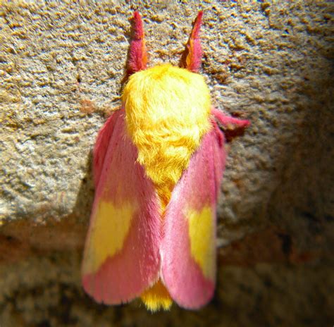 192 best Rosy Maple Moth images on Pholder | Nature Is Fucking Lit ...