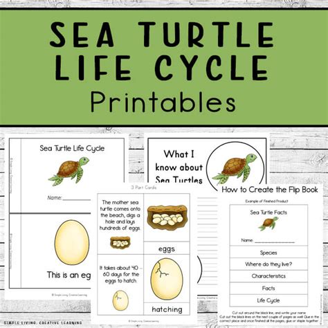 life cycle of a turtle printable - Deon Briscoe