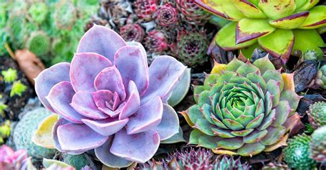 How to Grow Succulents from Leaves and Stem Cuttings