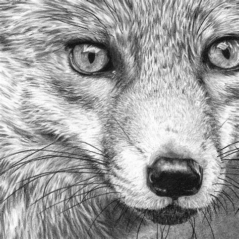 Fox Pencil Sketch at PaintingValley.com | Explore collection of Fox ...