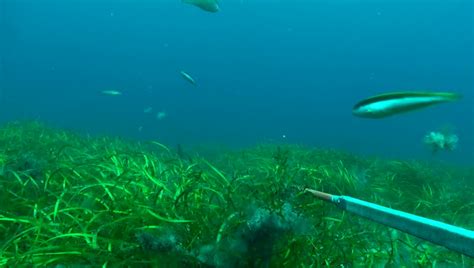 Seagrass Habitat | Australian Marine Parks Science Atlas