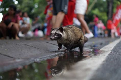 Civet Coffee - Why The World's Favorite Coffee Is Kopi Luwak