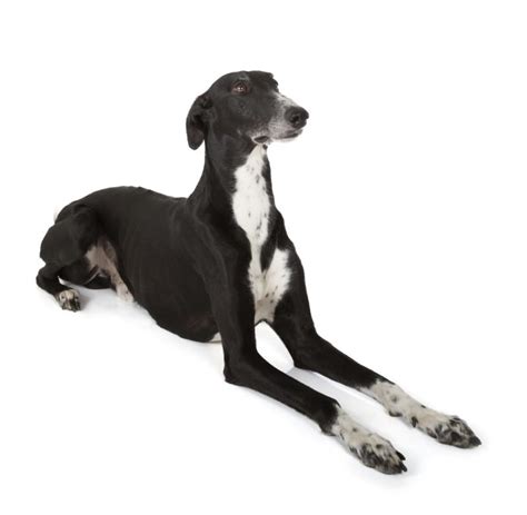 Greyhound Characteristics | Dog Care - Daily Puppy