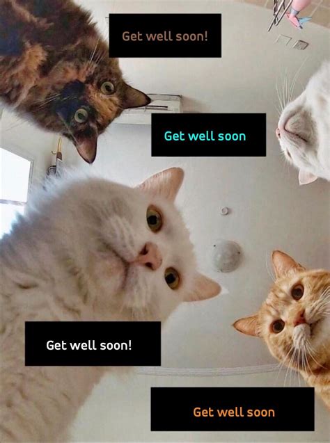 Get Well Soon Cat Meme