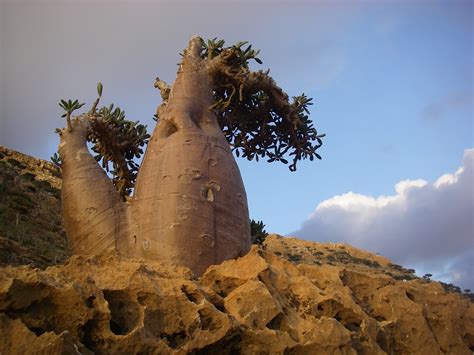 The Socotra Desert Rose or Bottle Tree (Adenium obesum socotranum) - a ...