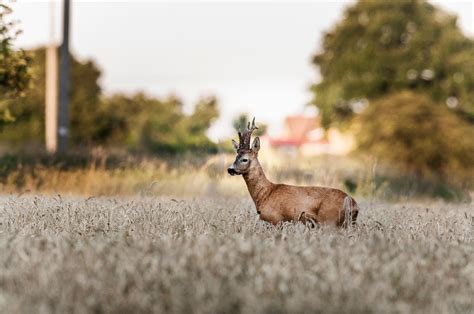 World-class roebuck hunting - Härkila