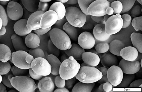 Saccharomyces cerevisiae - Wikipedia