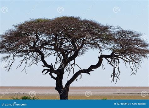 A Magnificent Camel Thorn Tree Stands on the Savanna of Etosha Stock ...