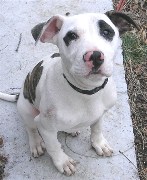 Pit Bull – Little Rascal – Mid-America Bully Breed Rescue