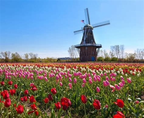 Discover Windmill Island Gardens in Holland MI: Travel Guide - My ...