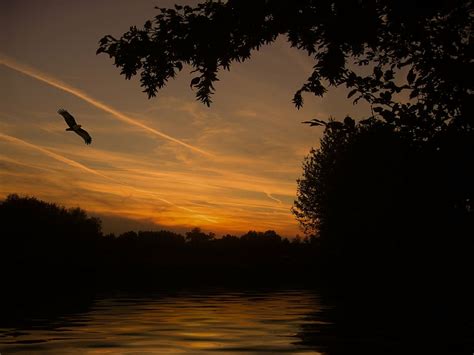 HD wallpaper: black bird flying during sunset, lake, mirroring, wave ...