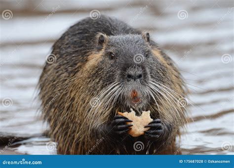 European beaver stock photo. Image of rodent, fiber - 175687028