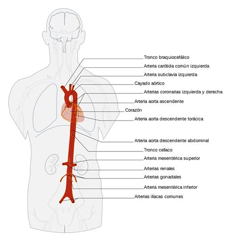 Aorta - Wikipedia, la enciclopedia libre