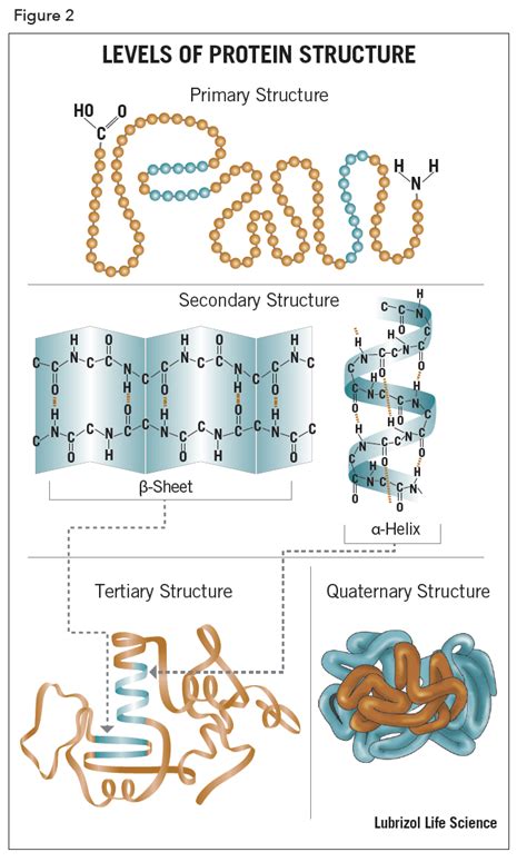 Primary Structure Of Proteins