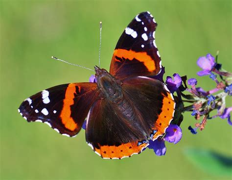 Red Admiral Butterfly - Birds and Blooms