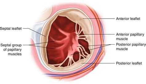 Anatomy of the Tricuspid Valve and Pathophysiology of Functional ...