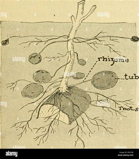 42+ Underground Bulbous Part Of A Plant Stem - LorentzYousaf