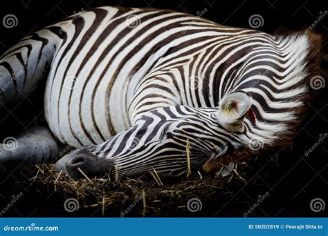 Zebra/African Zebra Sleeping on Field. Stock Image - Image of closeup ...