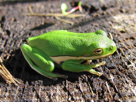 Can the Squirrel Tree Frog Be Cream Colored - AMPHIPEDIA