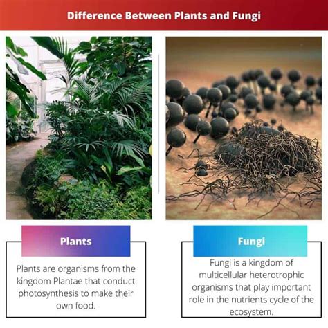 Plants vs Fungi: Difference and Comparison