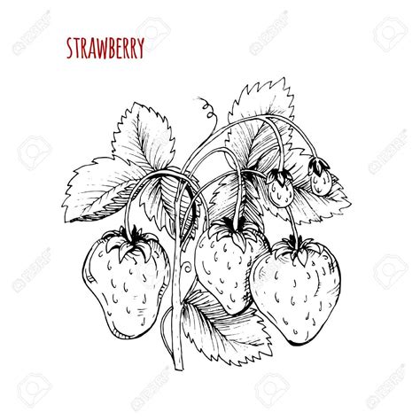 Strawberry Plant Drawing at GetDrawings | Free download