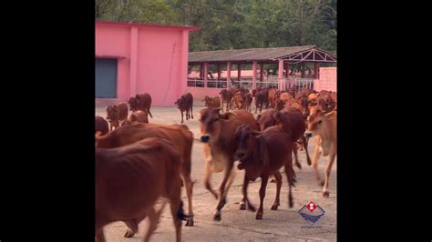 Red Sindhi Cow at Animal Breeding Farm, Kalsi, Dehradun. #Shorts - YouTube