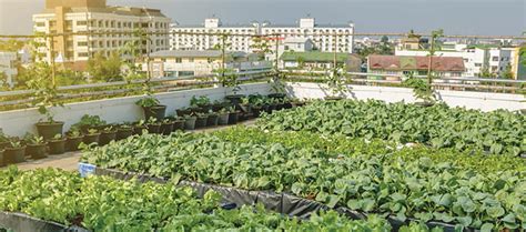 Growing Opportunity for Urban Farms | Cushman & Wakefield Core