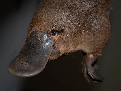 Platypus - Spirit Animal Totems