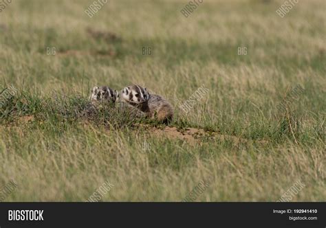 American Badger Cubs Image & Photo (Free Trial) | Bigstock