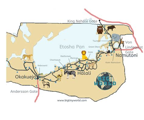 The Ultimate Etosha National Park Wildlife Viewing Guide – BIG tiny ...