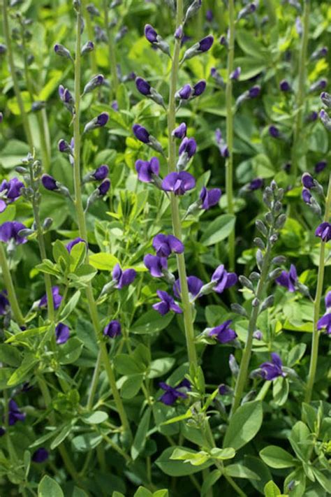 50 BLUE WILD INDIGO false Indigo Baptisia Australis Flower | Etsy