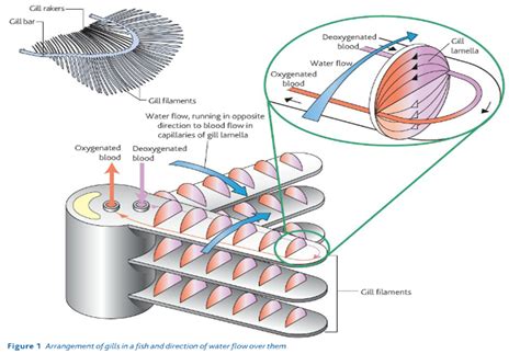 AS biology Ms Timms: structure of fish gills