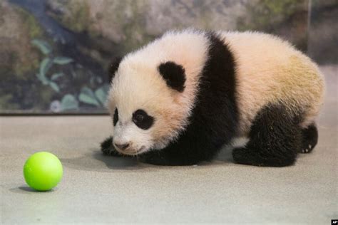 Baby Panda Debuts at National Zoo in Washington