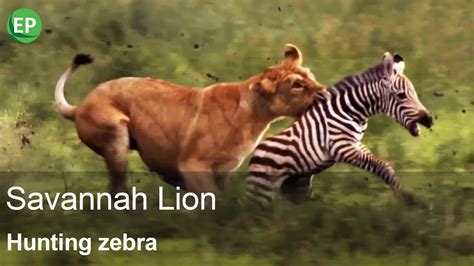 EPIC LION HUNT CLOSEUP | Savannah lion hunting zebra | Free Documentary ...